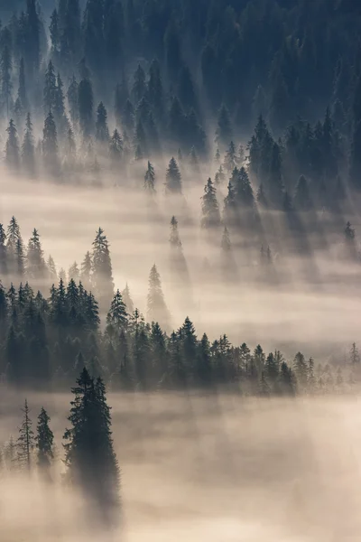 Floresta de coníferas em montanhas nebulosas — Fotografia de Stock