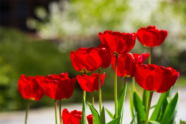 Red tulips on color blurred background — Stock Photo, Image