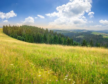 otlar, ağaçlar dağ alanında büyük çayır
