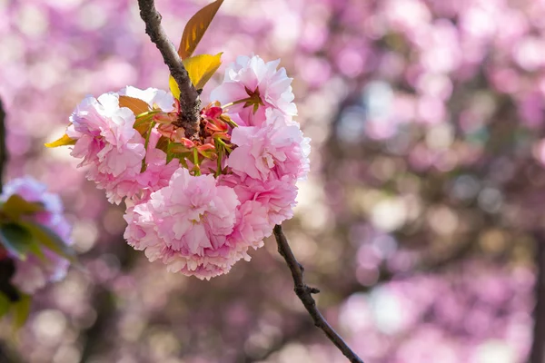 Fleurs de sakura fleuries roses — Photo