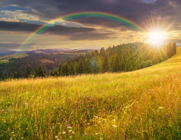 Grote weide met kruiden, bomen in de bergen bij zonsondergang — Stockfoto