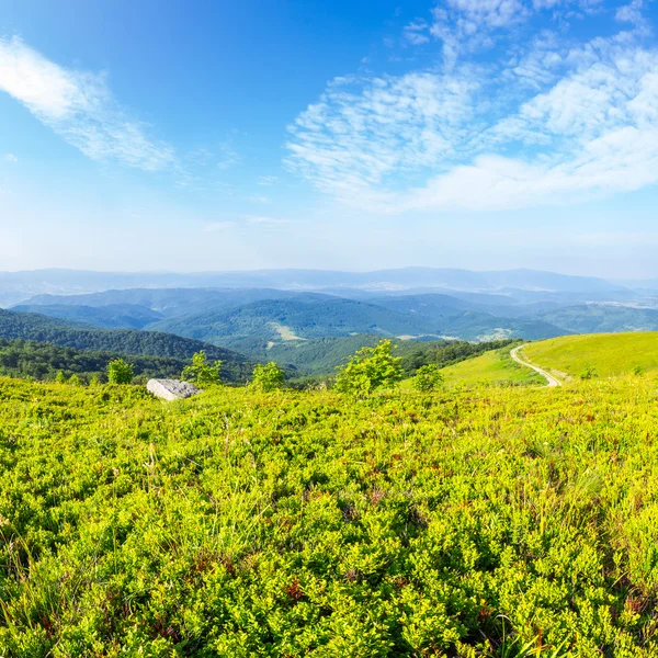 Strada tortuosa su una collina vicino alla foresta — Foto Stock