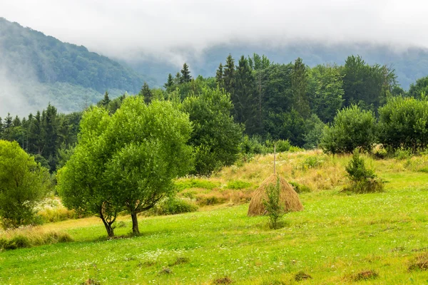 干草堆附近山脉的山坡草地上树 — 图库照片