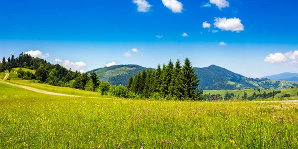 Jehličnatý Les na svahu hory — Stock fotografie