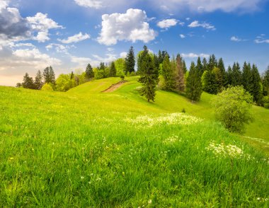 hillside çayır kaç ağaçta