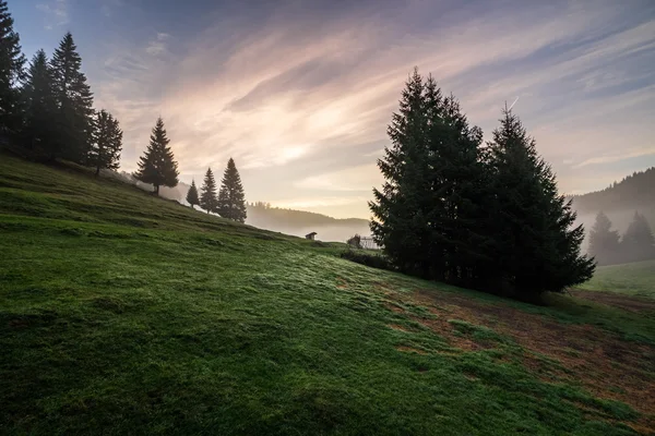 Abetos en el prado de la ladera en la niebla antes del amanecer — Foto de Stock