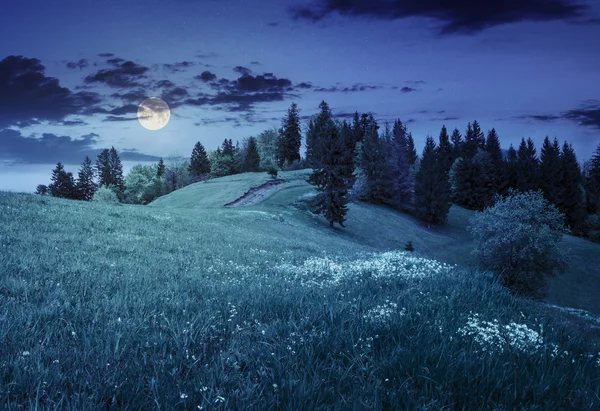 Peu d'arbres à flanc de colline la nuit — Photo