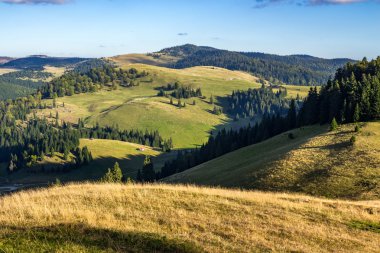 dağlar, gündoğumu kozalaklı ormanda