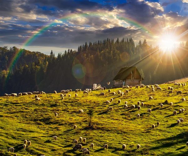 Schafherde auf der Wiese in Waldnähe in den Bergen bei Sonnenuntergang — Stockfoto