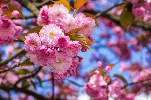 Цветущие розовые цветы сакуры
