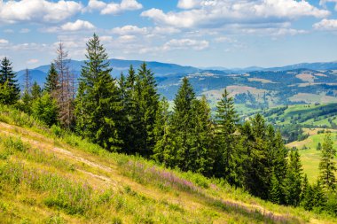 bir dağ yamacında iğne yapraklı orman