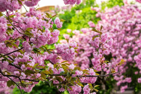 Ροζ ανθισμένες sakura λουλούδια — Φωτογραφία Αρχείου