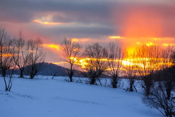 Tres au coucher du soleil rouge sur la colline — Photo