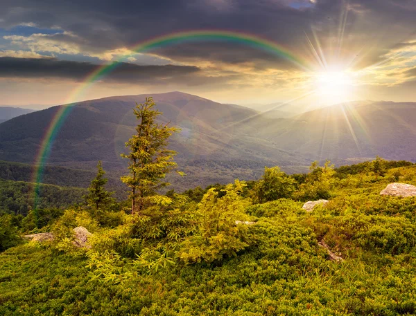 Coníferas solitárias árvore e pedra ao pôr do sol — Fotografia de Stock