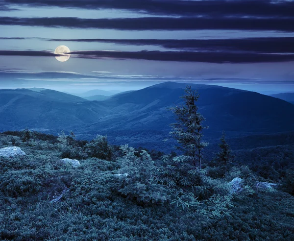 Árbol de coníferas solitarias y piedra en la noche — Foto de Stock