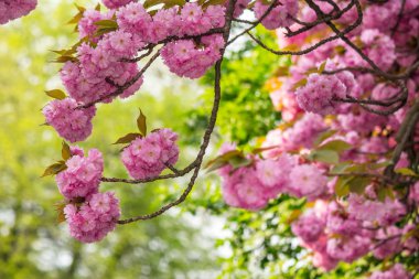 sakura şube pembe çiçekler