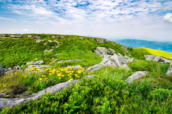 Dandelions among the rocks on hillside — Stock Photo, Image