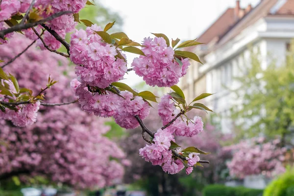 桜の枝にピンク色の花 — ストック写真