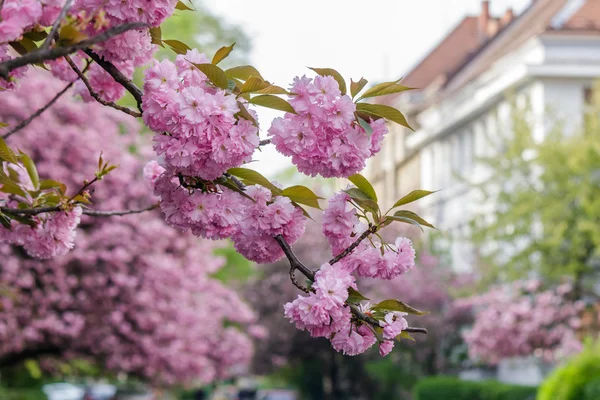 Fleurs roses sur les branches de sakura — Photo