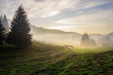 köknar ağaçta sis güneş doğmadan önce hillside çayır