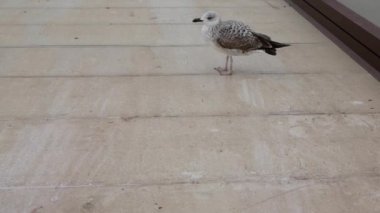 Otelin çatısında yürüyen martılara yakın. İstanbul 'un sembollerinden biri olan martı çatıda oturuyor