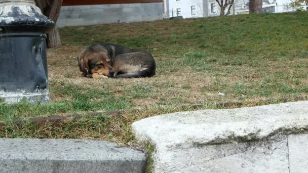 Na zemi spí zatoulaný pes. Velký zatoulaný pes spí na trávě — Stock video