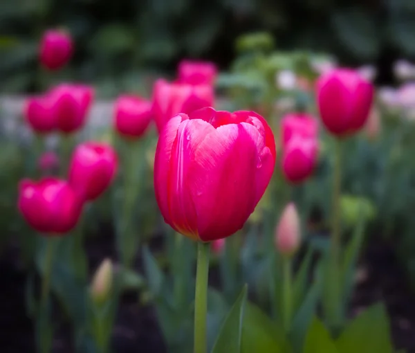 Groepering van roze Tulpen van dichtbij. — Stockfoto