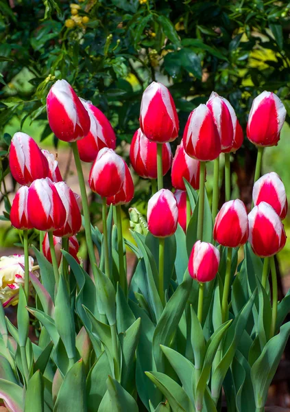 Red and White Vertical Tulips Macro — Stock Photo, Image