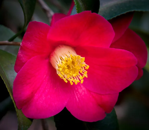 Sasanqua Camellia Flower in Full Bloom — Stock Photo, Image
