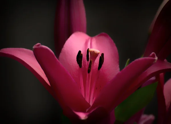 Warm Pastel Daylily — Stock Photo, Image