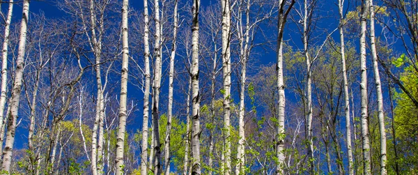 Πανοραμική θέα του δάσους λεύκας άνοιξη — Φωτογραφία Αρχείου