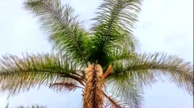 Uğursuz Tropik Sky karartma