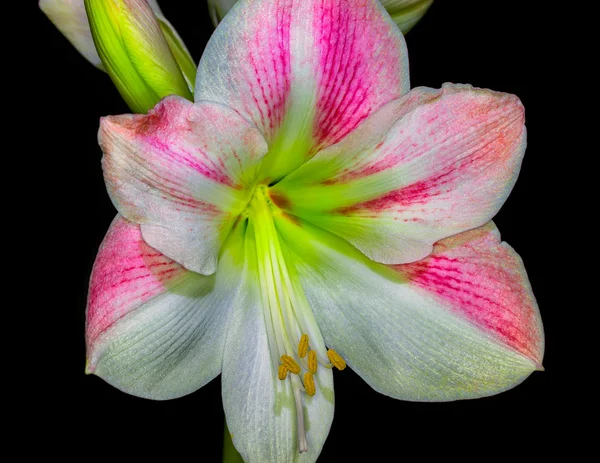 Ροζ Amaryllis με μαύρο φόντο — Φωτογραφία Αρχείου