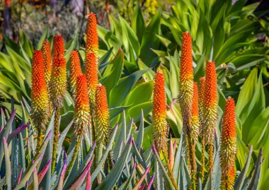 Tıbbi turuncu Aloe Ferox etli gruplandırması