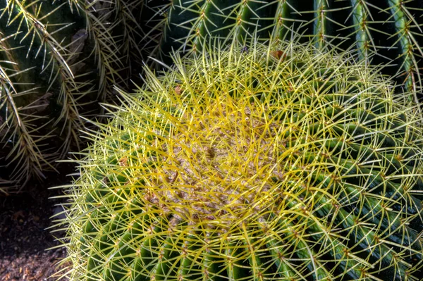 Single Barrel Cactus Close-up — Stock Photo, Image