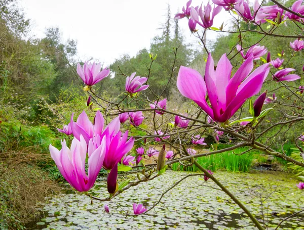 Blooming Magolia in Spring — Stock Photo, Image