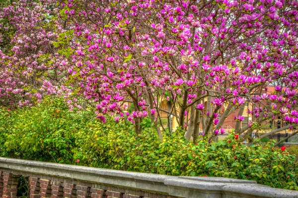 Flowering Magolia Hedge — Stock Photo, Image