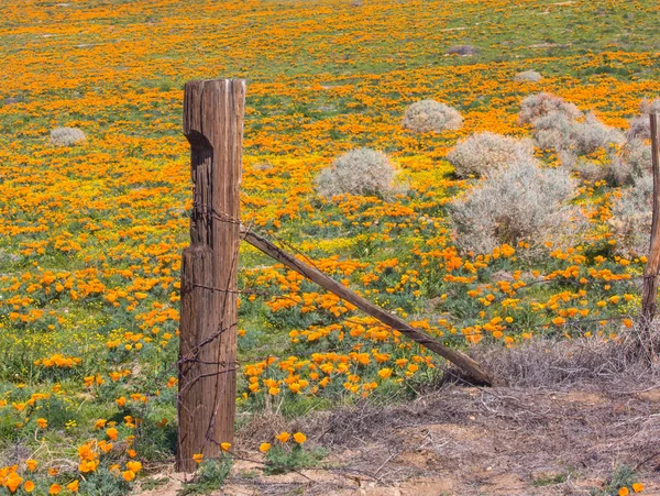 Poppies of Antelope Valley — Stock Photo, Image