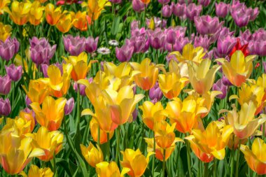 Turuncu ve Pembe Lale yatak