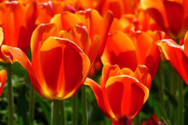 Kırmızı lale gruplandırması