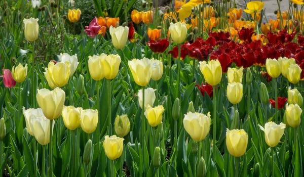 Cama de tulipanes amarillos —  Fotos de Stock