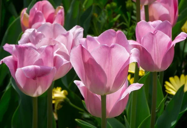 Groupin of Pink Tulips — Stock Photo, Image