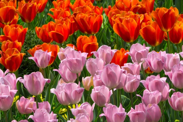 Bädd av rött och rosa tulpaner — Stockfoto