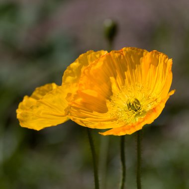 California turuncu haşhaş