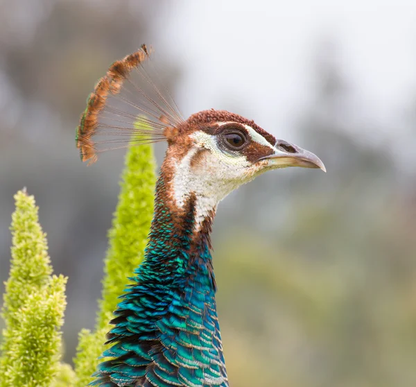 Male Indian Peacock Head — Stock Photo, Image