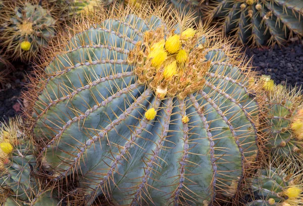 Blooming Yellow Barrel Cactus — Stock Photo, Image