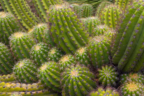 Grouping of Green Barrel Cactus — Stock Photo, Image