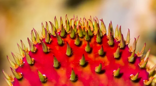 Macro del cactus del fico d'India rosso — Foto Stock