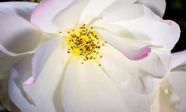 Rosa blanca macro flor — Foto de Stock