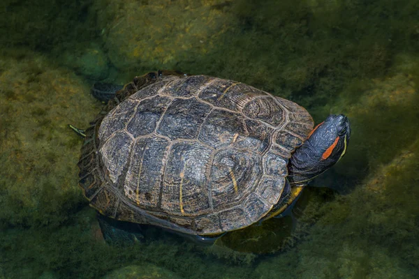 Rood-eared schuifregelaar schildpad — Stockfoto